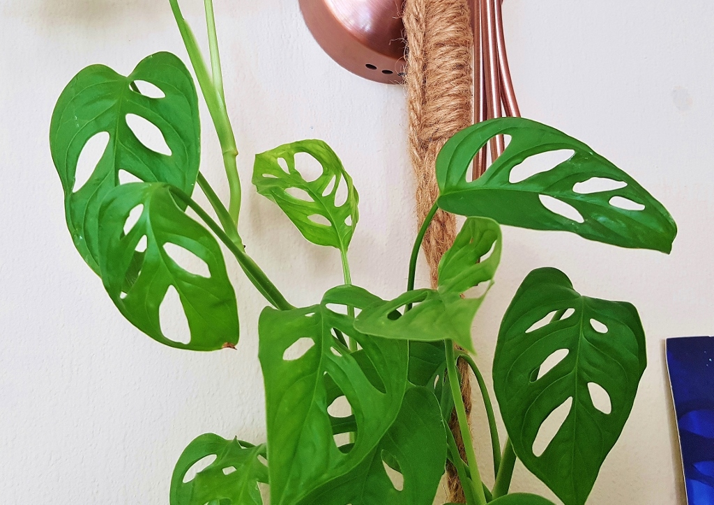 Fensterblatt, Monstera, Geschlitztes Fensterblatt, Monstera adansonii, Swiss Cheeseplant