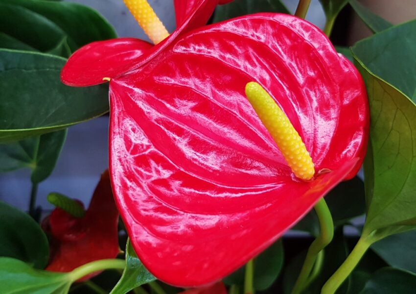 Flamingoblume, Flamingoblumen, Anthurien, Anthurium, Große Flamingoblume, Anthurium andraeanum