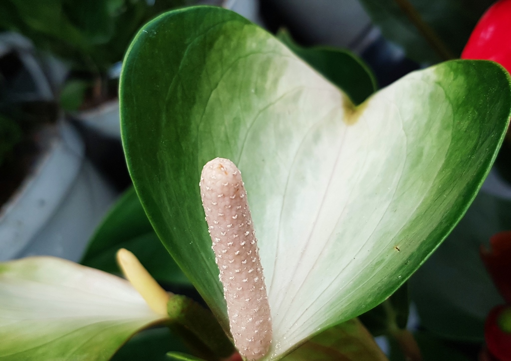 Flamingoblume, Flamingoblumen, Anthurien, Anthurium, Große Flamingoblume, Anthurium andraeanum, Sierre White