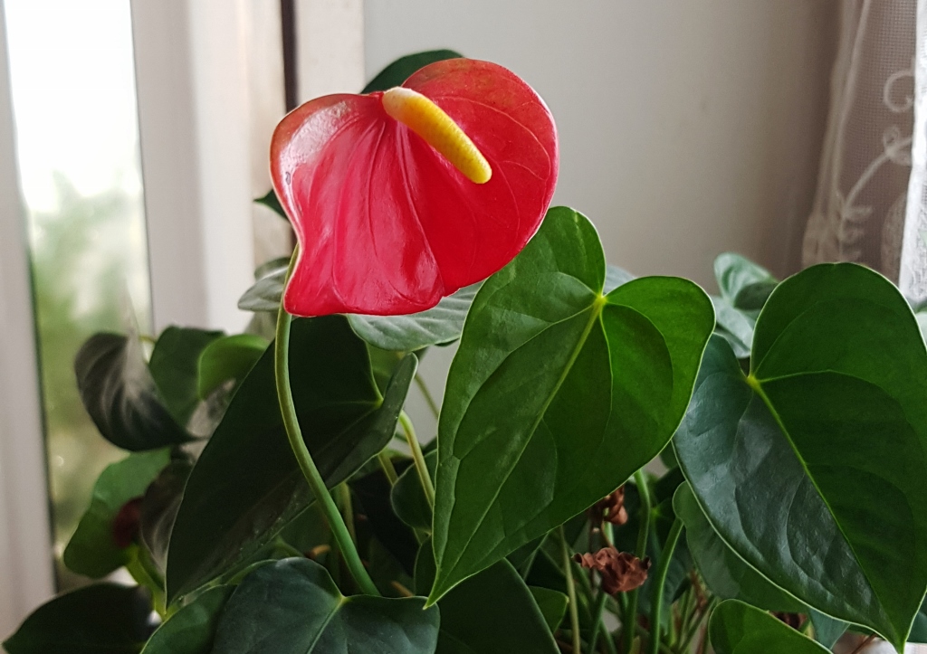 Flamingoblume, Flamingoblumen, Anthurien, Anthurium, Große Flamingoblume, Anthurium andraeanum