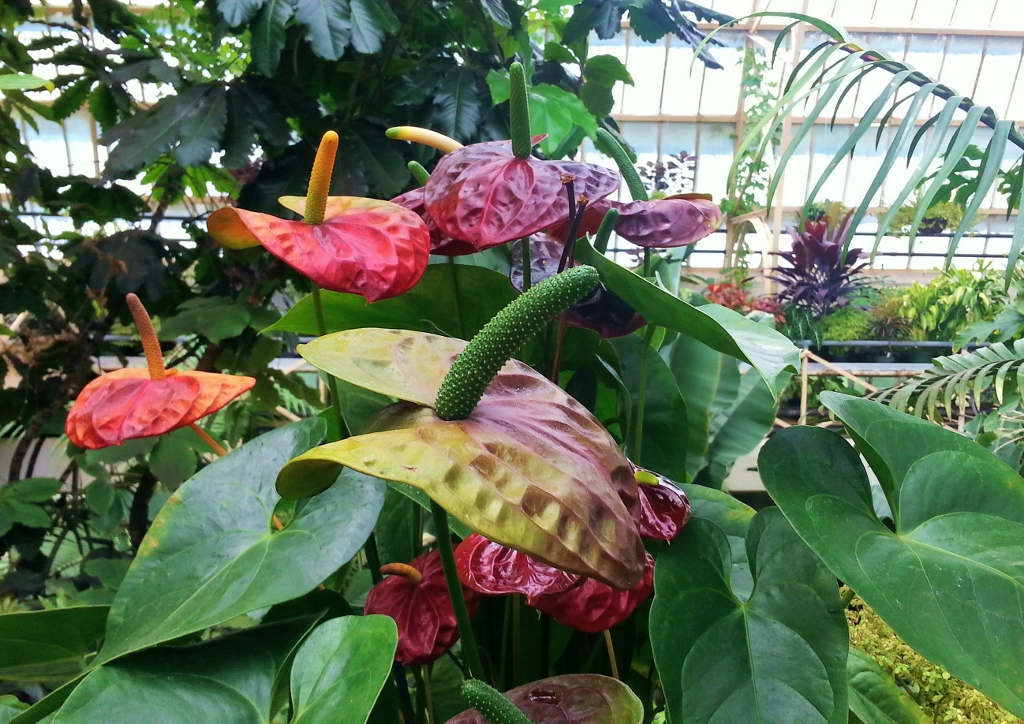 Flamingoblume, Flamingoblumen, Anthurien, Anthurium, Große Flamingoblume, Anthurium andraeanum