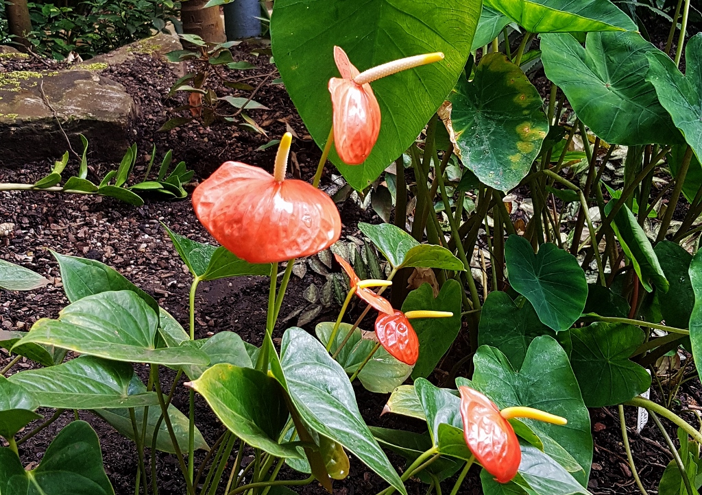 Flamingoblume, Flamingoblumen, Anthurien, Anthurium, Große Flamingoblume, Anthurium andraeanum