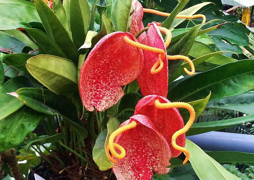 Flamingoblume, Flamingoblumen, Anthurie, Anthurien, Anthurium, Kleine Flamingoblume, Anthurium scherzerianum, Amaretti