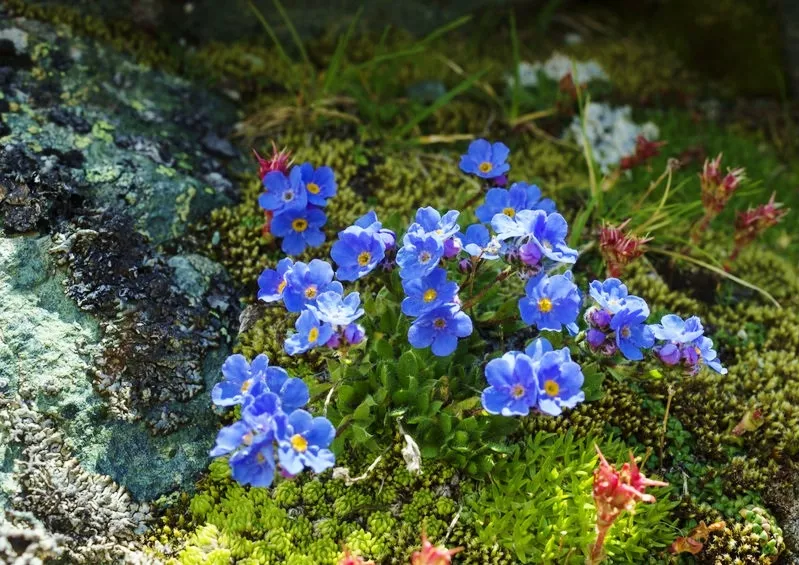 Himmelsherold, Eritrichium, Eritrichium nanum