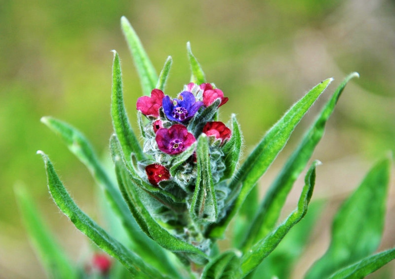Hundszunge, Gewöhnliche Hundszunge, Cynoglossum, Cynoglossum officinale