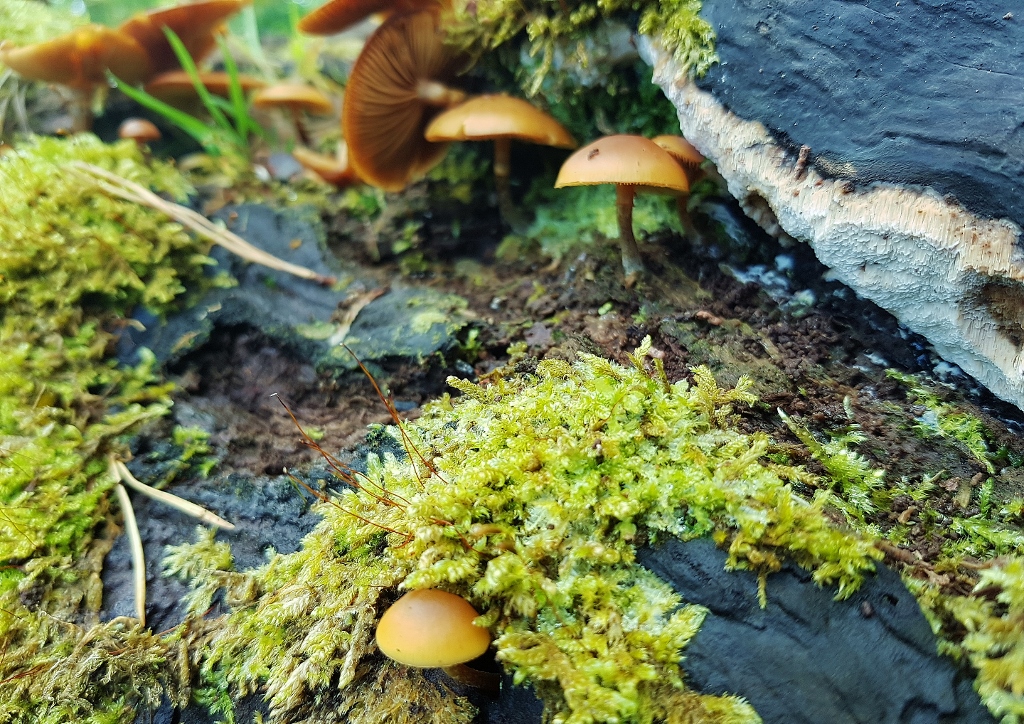 Moos, Moose, Laubmoos, Pilze, Waldpilze, Torfmoos, Umwelt, Klima, Klimawandel, Klimaschutz, CO²-aktive Pflanzen, Waldflora, Waldmoos, Moosteppich