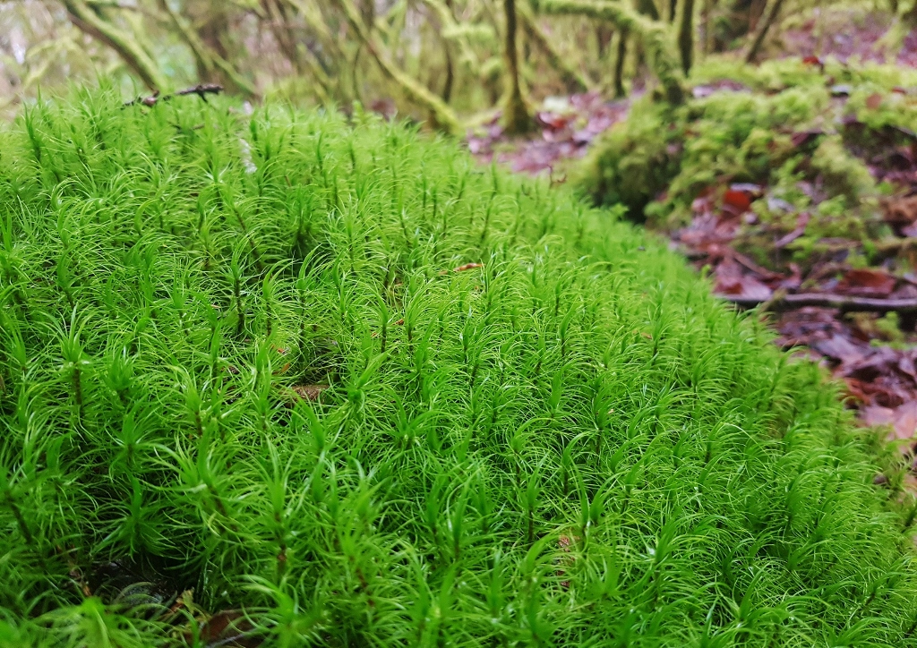 Moos, Moose, Laubmoos, Torfmoos, Umwelt, Klima, Klimawandel, Klimaschutz, CO²-aktive Pflanzen, Waldflora, Waldmoos, Moosteppich
