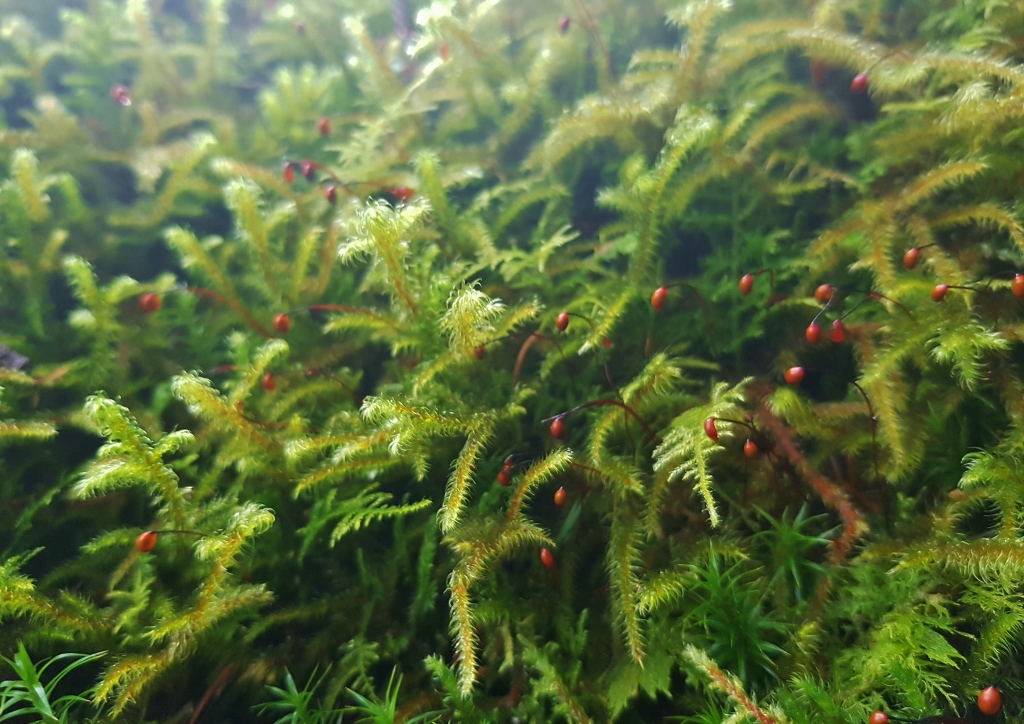 Moos, Moose, Laubmoos, Laubmoose, Torfmoos, Sphagnum