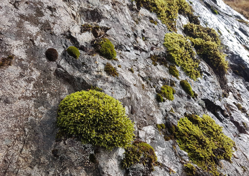 Moos, Moose, Laubmoos, Laubmoose, Scottish Highlands, Moos im Gebirge