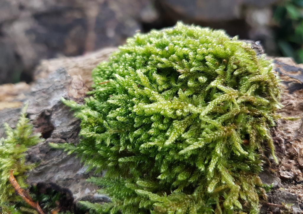 Moos, Moose, Laubmoos, Laubmoose, Torfmoos, Sphagnum