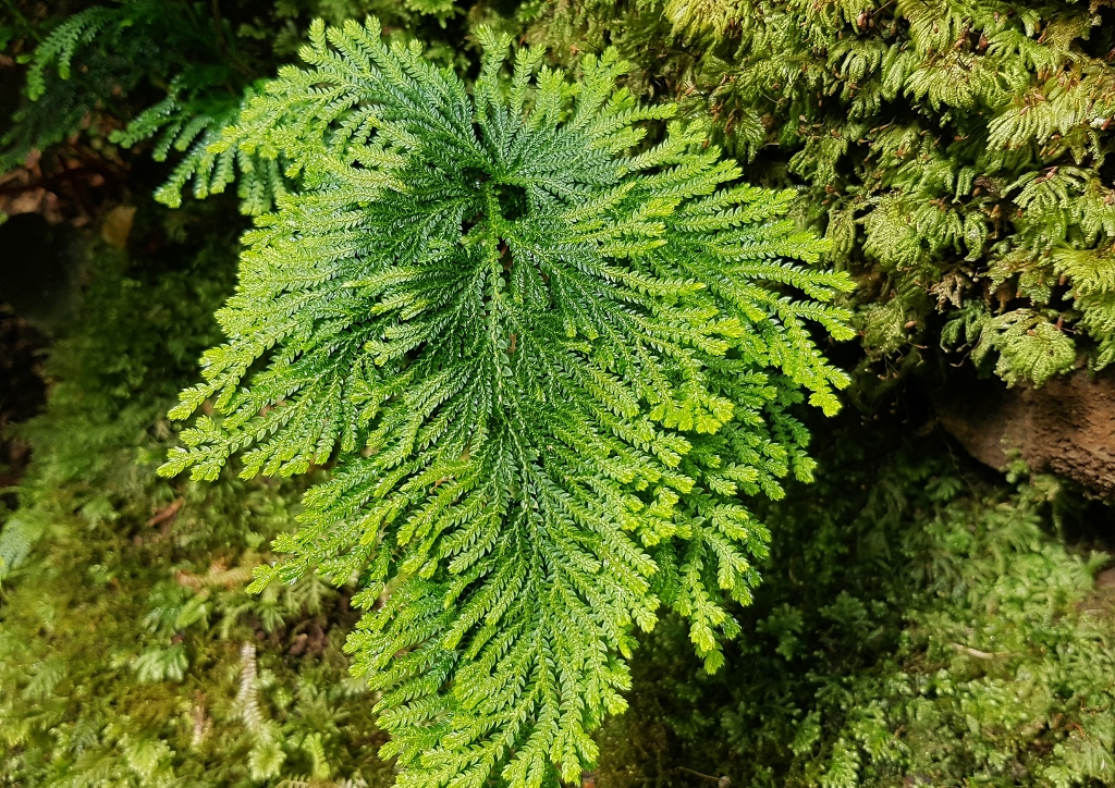 Moosfarn, Moosfarne, Moosfarngewächse, Selaginella, Glücksmoos, Bleicher Moosfarn, Selaginella pallescens