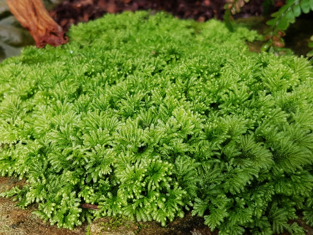 Moosfarn, Moosfarne, Moosfarngewächse, Selaginella, Glücksmoos, Silvestermoos, Marten's Moosfarn, Selaginella martensii