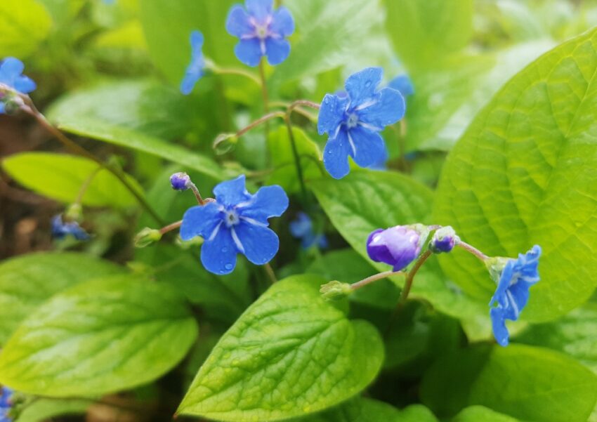 Raublattgewächse, Boraginaceae, Nabelnüsschen, Gedenkmein, Wald-Nabelnüsschen, Wald-Gedenkmein, Omphalodes, Omphalodes scorpioides