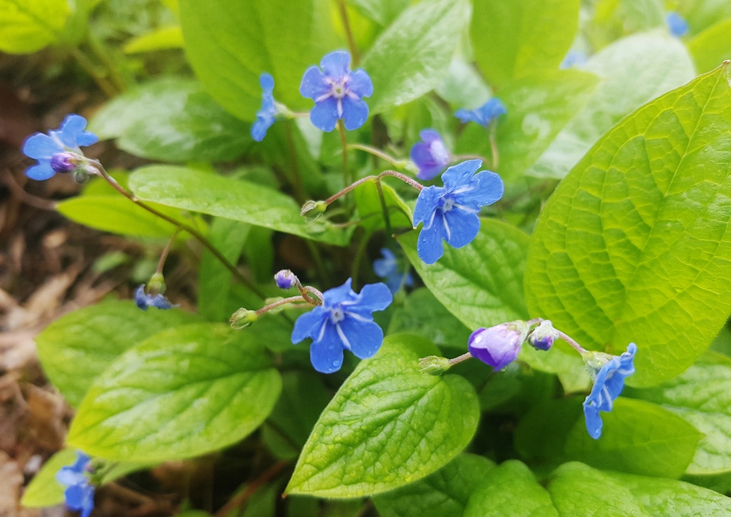 Nabelnüsschen, Gedenkmein, Wald-Nabelnüsschen, Wald-Gedenkmein, Omphalodes, Omphalodes scorpioides