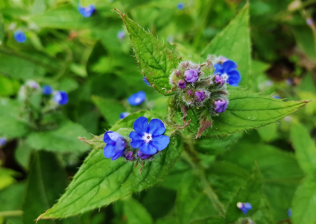 Ochsenzunge, Gemeine Ochsenzunge, Anchusa, Anchusa officinalis