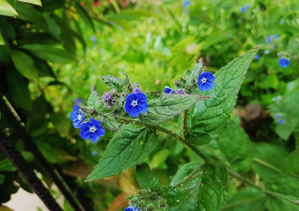 Ochsenzunge, Gemeine Ochsenzunge, Anchusa, Anchusa officinalis