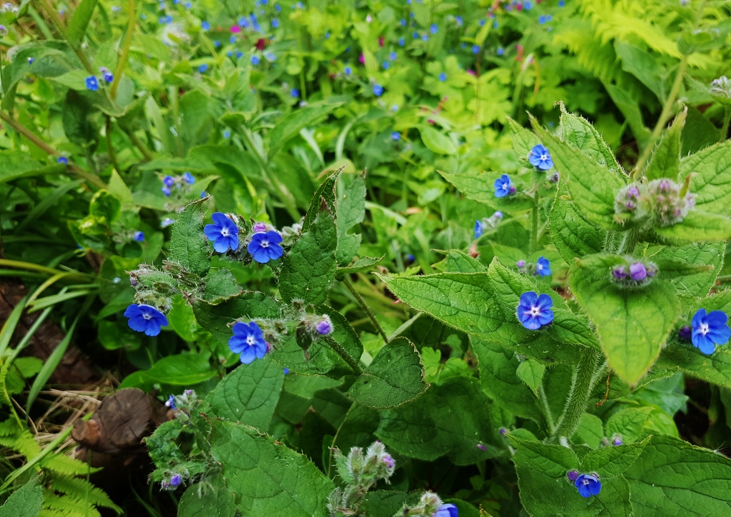 Ochsenzunge, Gemeine Ochsenzunge, Anchusa, Anchusa officinalis