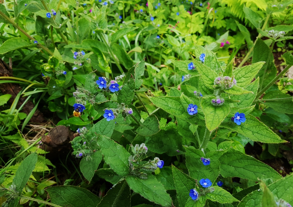 Ochsenzunge, Gemeine Ochsenzunge, Anchusa, Anchusa officinalis