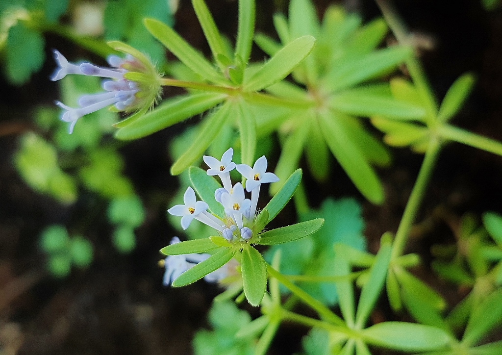 Orientalischer Waldmeister, Asperula orientalis, Blauer Waldmeister 