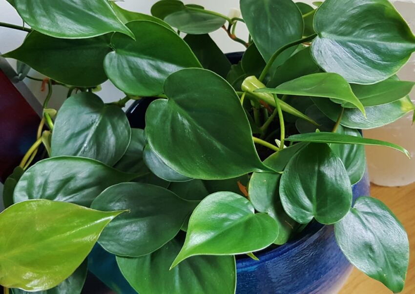 Das Grüne Archiv, Baumfreund, Kletternder Baumfreund, Philodendron, Philodendren, Philodendrum scandens