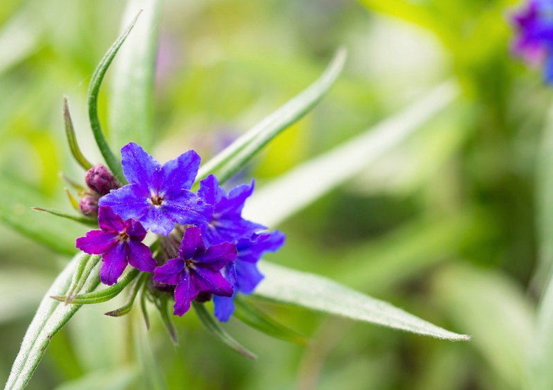 Rindszunge, Blauroter Steinsame, Buglossoides, Buglossoides purpurocaerulea, Lithospermum purpurocaeruleum