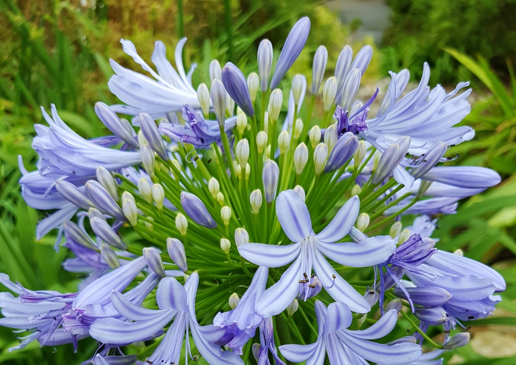 Amaryllisgewächse, Schmucklilie, Afrikanische Schmucklilie, Agapanthus, Agapanthus africanus