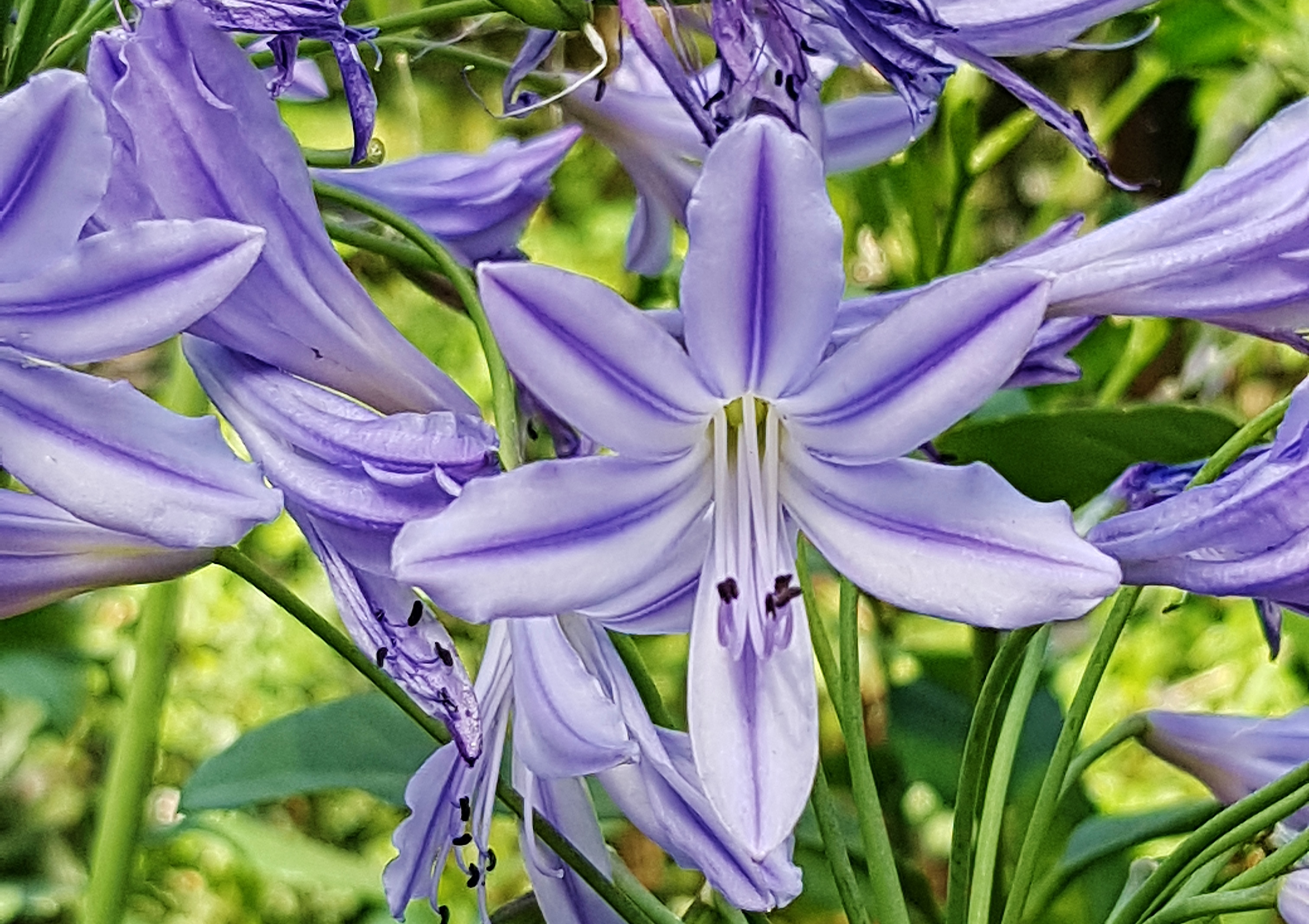 Amaryllisgewächse, Schmucklilie, Afrikanische Schmucklilie, Agapanthus, Agapanthus africanus