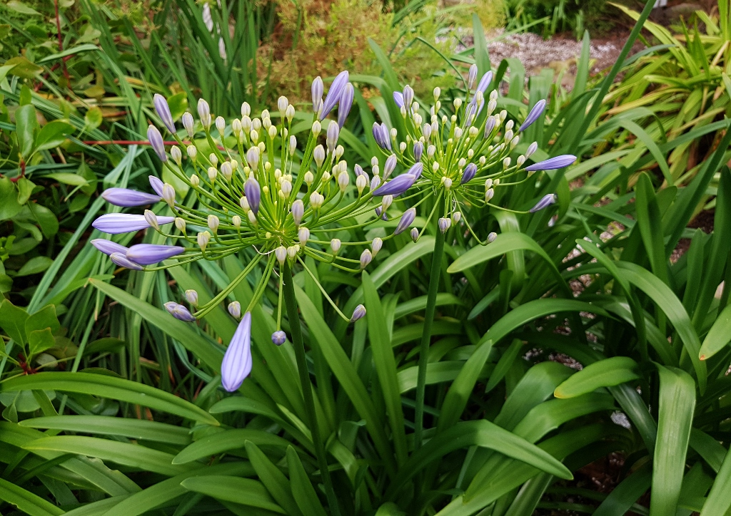 Amaryllisgewächse, Schmucklilie, Afrikanische Schmucklilie, Agapanthus, Agapanthus africanus