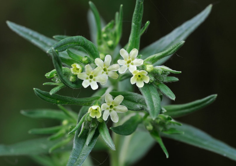 Steinsame, Steinsamen, Echter Steinsame, Lithodora, Lithospermum, Lithodora officinalis, Lithospermum officinale