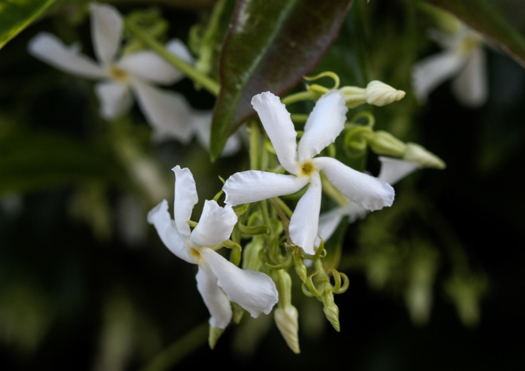 Sternjasmin, Trachelospermum jasminoides