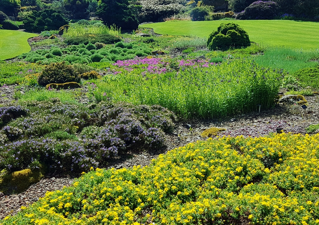 Sträucher, Gartensträucher, Hecken, Heckenpflanzen, Gartenhecke