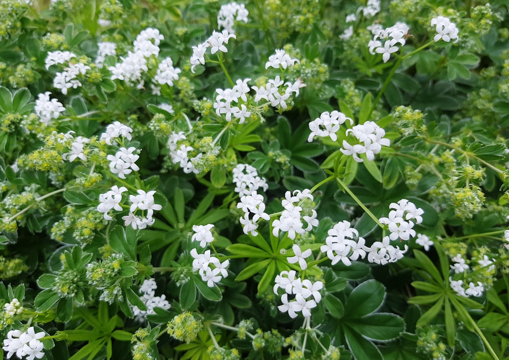 Staude, Stauden, Waldstauden, Waldmeister, Echter Waldmeister, Maikraut, Wohlriechendes Labkraut, Labkraut, Galium, Galium odoratum