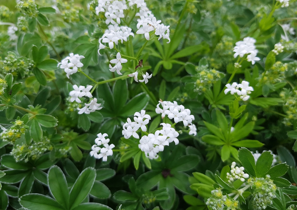 Waldmeister, Echter Waldmeister, Maikraut, Wohlriechendes Labkraut, Labkraut, Galium, Galium odoratum, Unkräuter, Unkraut