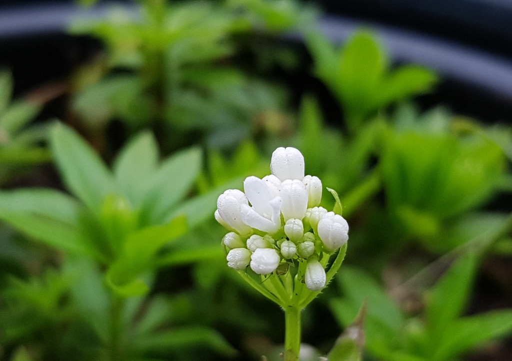 Waldmeister, Echter Waldmeister, Maikraut, Wohlriechendes Labkraut, Labkraut, Galium, Galium odoratum