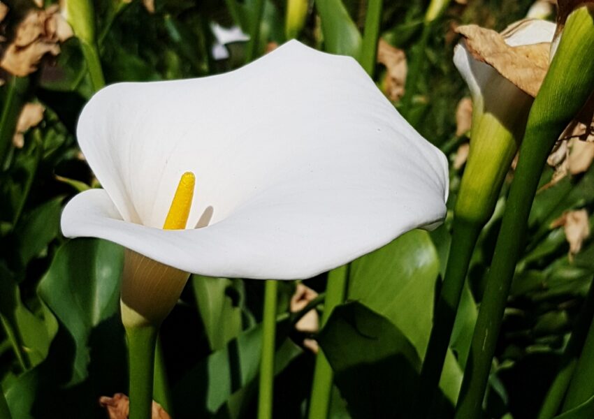 Zimmercalla, Zantedeschie, Zantedeschia, Gewöhnliche Calla, Zanthedeschia aethiopica