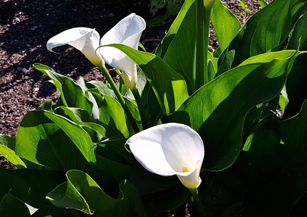 Zimmercalla, Zantedeschie, Zantedeschia, Gewöhnliche Calla, Zanthedeschia aethiopica