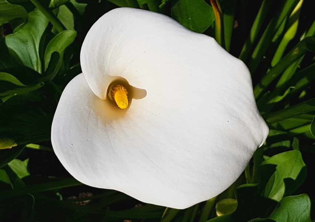 Zimmercalla, Zantedeschie, Zantedeschia, Gewöhnliche Calla, Zanthedeschia aethiopica