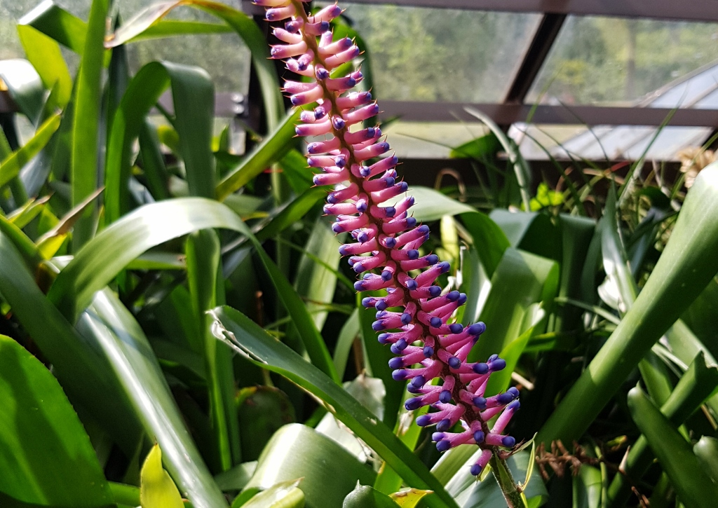 Bromeliengewächse, Aechma, Aechma gamosepala