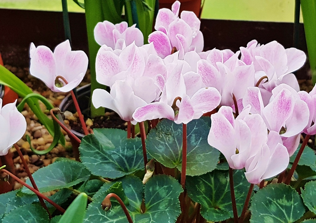 Alpenveilchen, Zyklamen, Cyclamen