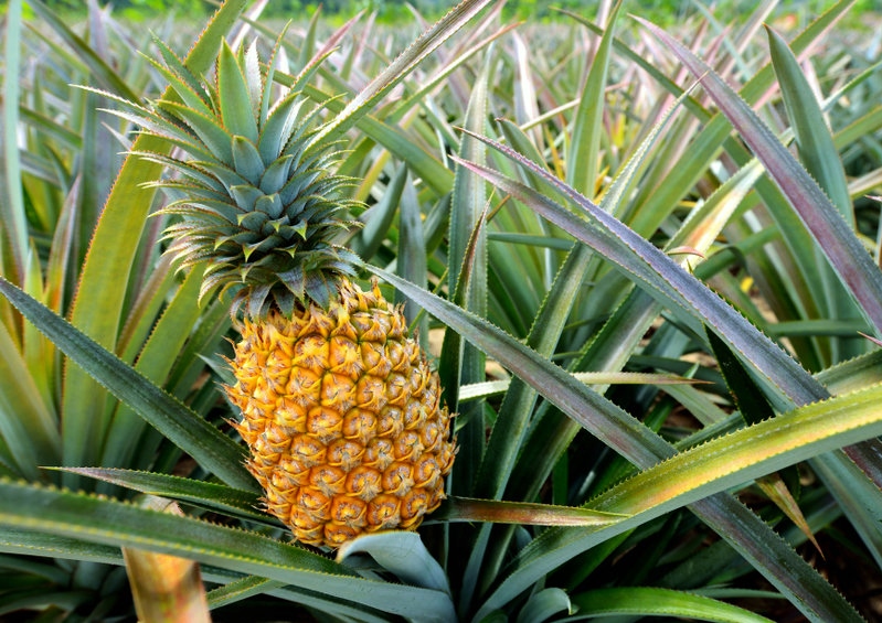 Ananas, Pineapple, Ananas sativus, Ananas comosus