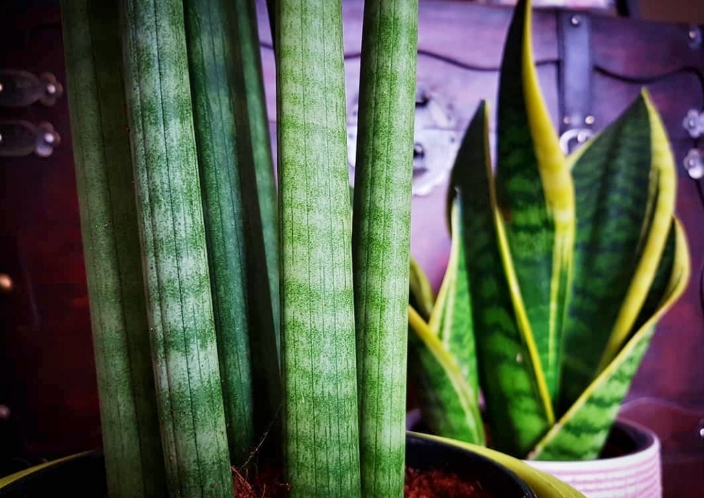 Bogenhanf, Sansevieria, Sansevieria trifasciata, Sansevieria cylindrica