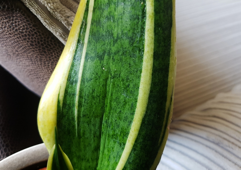 Bogenhanf, Sansevieria, Sansevieria trifasciata