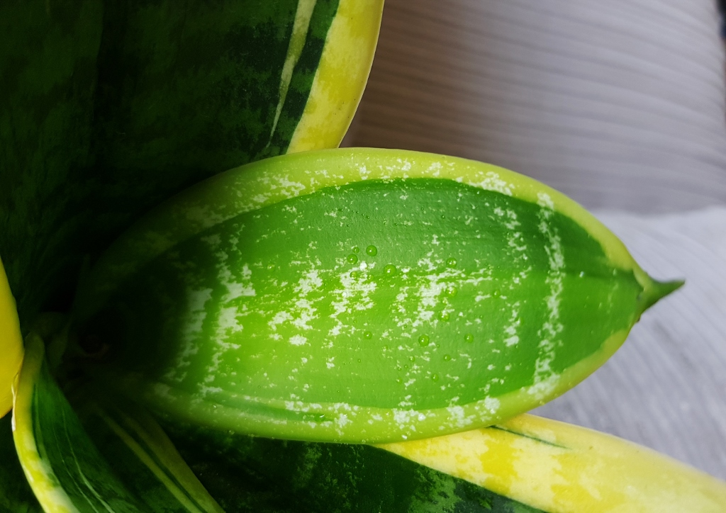 Bogenhanf, Sansevieria, Sansevieria trifasciata