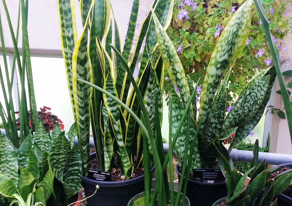 Bogenhanf, Sansevieria, Sansevieria trifasciata, Sansevieria cylindrica