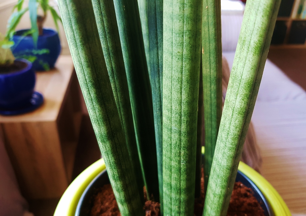 Bogenhanf, Sansevieria, Sansevieria cylindrica