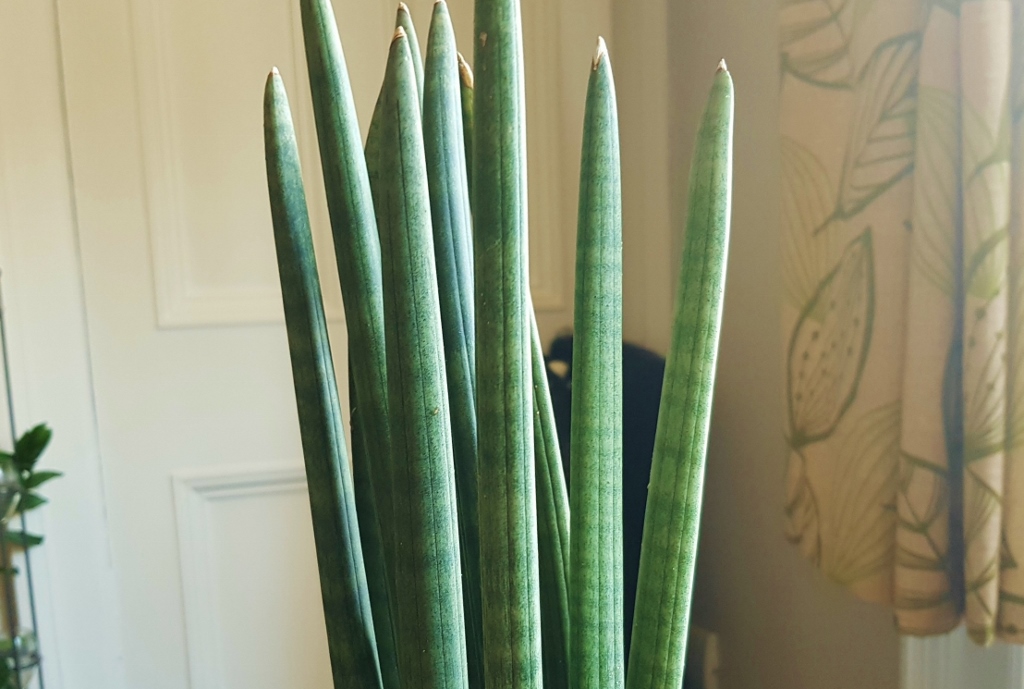 Bogenhanf, Sansevieria, Sansevieria cylindrica