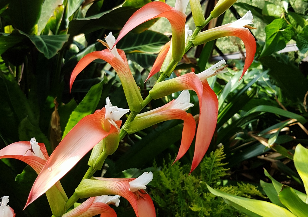 Bromeliengewächse, Bromelie, Guzmaniana