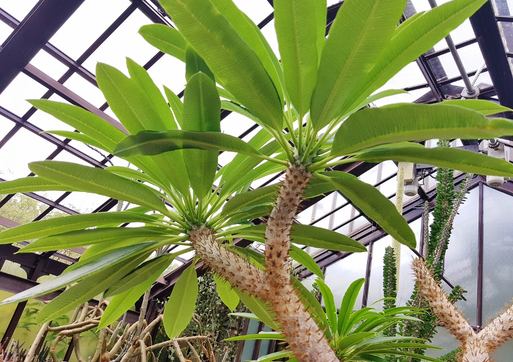 Kakteen, Kaktus, Scheinkaktus, Scheinkakteen, Dickfuß, Pachypodium lamerei