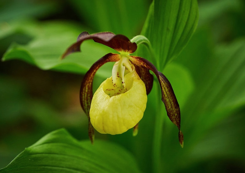 Frauenschuh, Gelber Frauenschuh, Cypripedium, Cypripedium calceolus