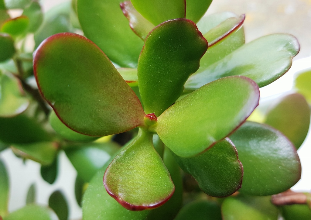 Dickblatt, Geldbaum, Pfennigbaum, Crassula, Crassula ovata, Magic Tree